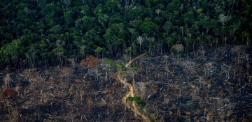 Rate of tropical rainforest loss declined in 2023