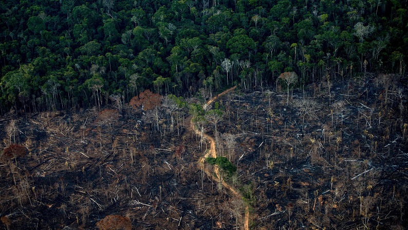 Rate of tropical rainforest loss declined in 2023