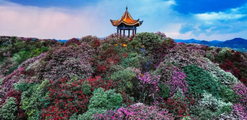 In Photos: Beautiful displays as spring blooms across the world